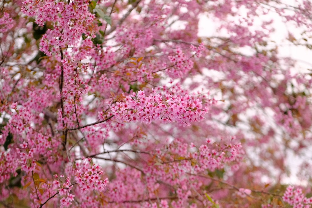 Mùa mai anh đào Đà Lạt "vẫy gọi" du khách - Ảnh 1.