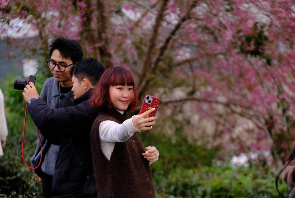 Mùa mai anh đào Đà Lạt "vẫy gọi" du khách - Ảnh 5.