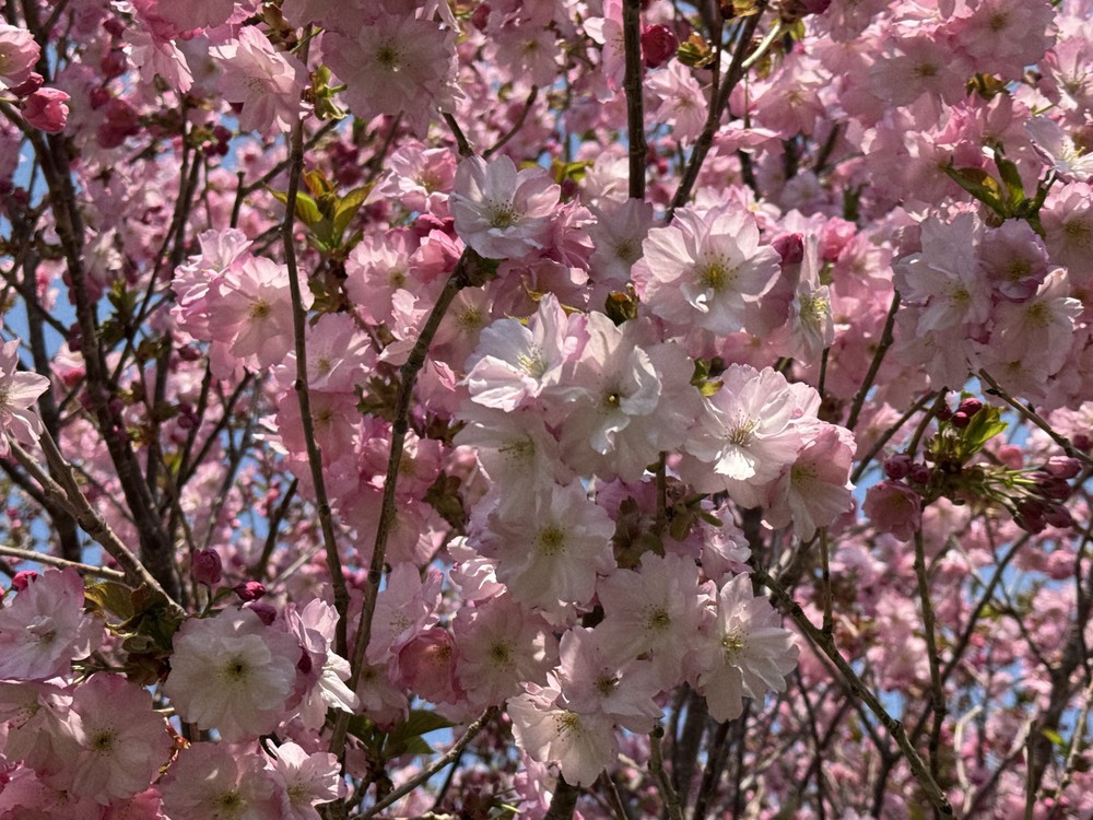 Thế giới hân hoan chào đón năm mới - Ảnh 6.