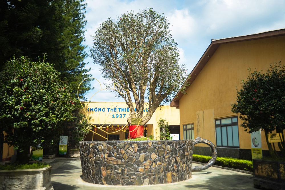 Cây trà cổ hơn 600 tuổi nhưng không uống được - Ảnh 1. Cây trà cổ hơn 600 tuổi nhưng không uống được - Ảnh 1.