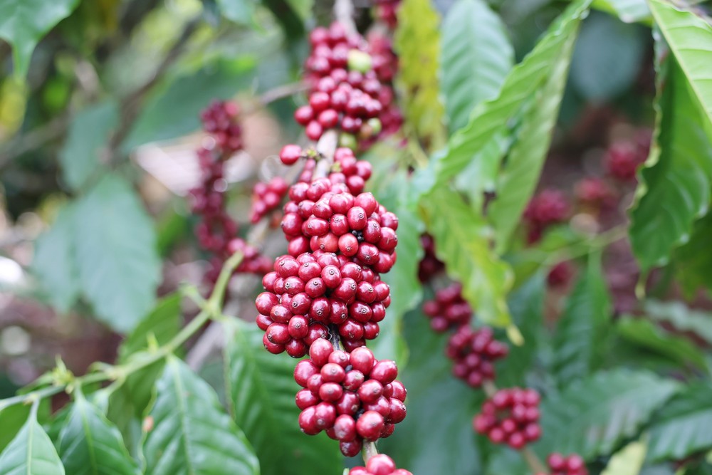 Góc nhìn 365: "Di sản" cà phê - Ảnh 1. Góc nhìn 365: "Di sản" cà phê - Ảnh 1.