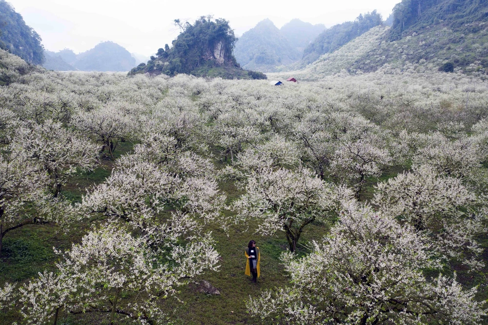 Du lịch &quot;ngất ngây&quot; mùa hoa mận Mộc Châu - Ảnh 5.