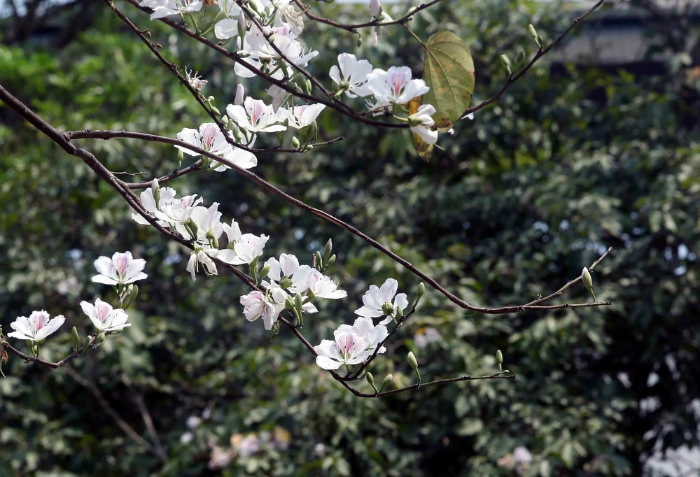 Sơn La - mùa hoa ban nở - Ảnh 2.