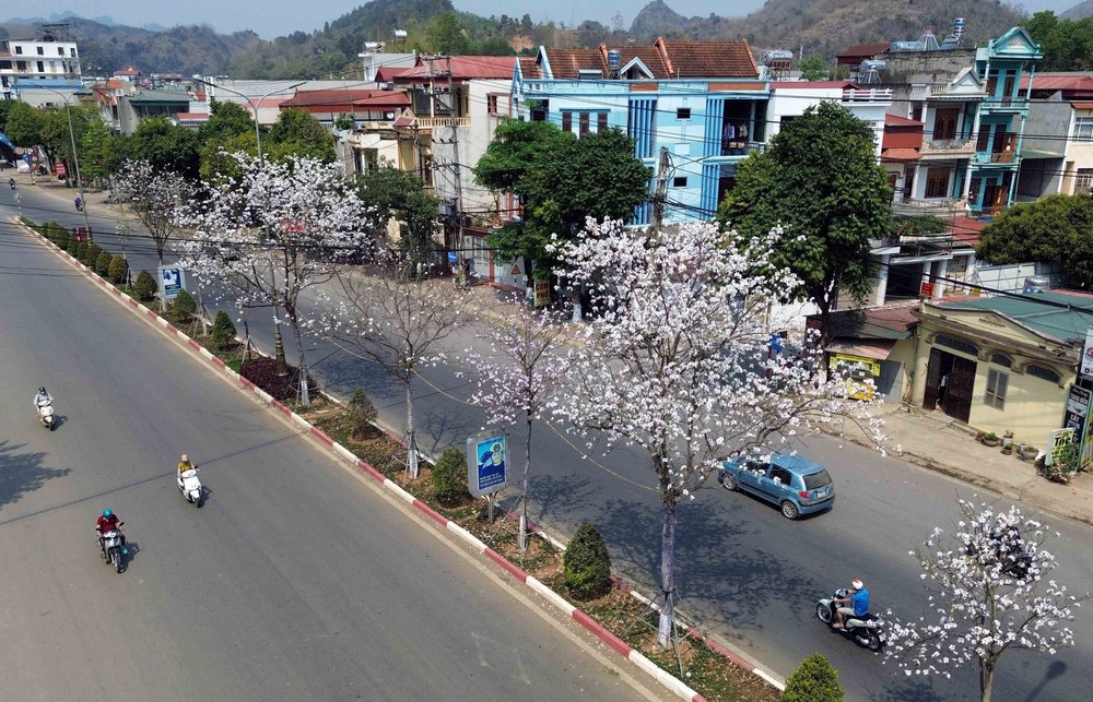 Sơn La - mùa hoa ban nở - Ảnh 6.