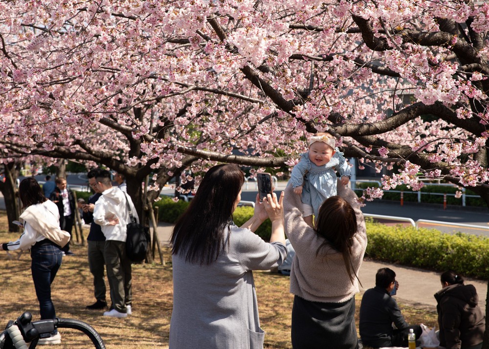 Thủ đô Tokyo, Nhật Bản bắt đầu bước vào mùa hoa anh đào - Ảnh 2.