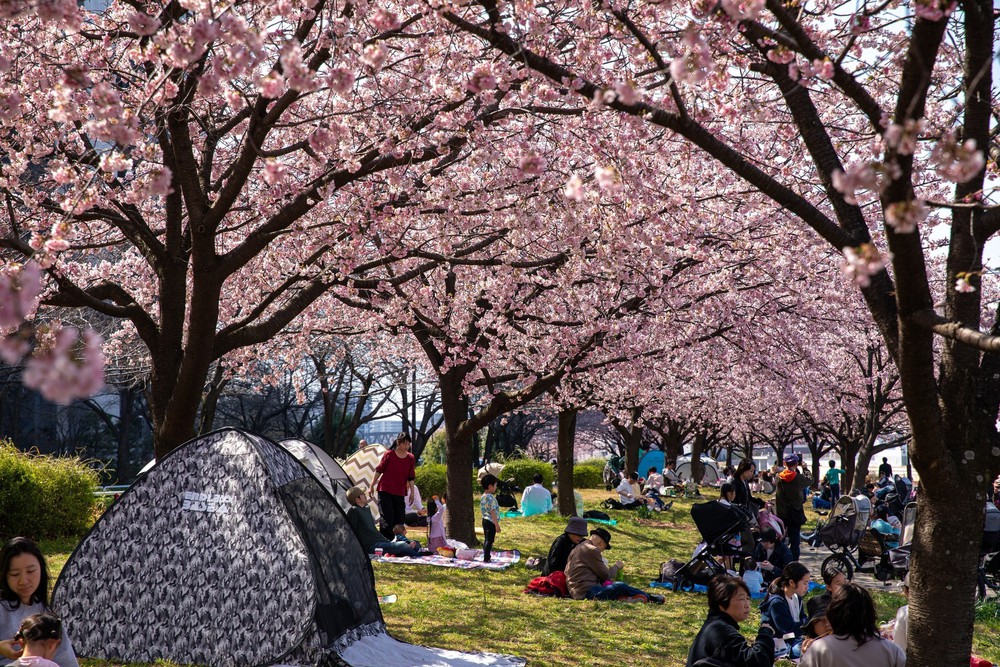 Thủ đô Tokyo, Nhật Bản bắt đầu bước vào mùa hoa anh đào - Ảnh 3.