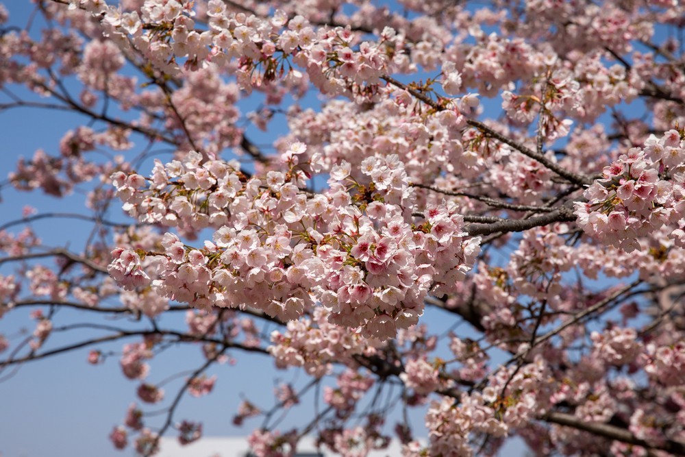 Thủ đô Tokyo, Nhật Bản bắt đầu bước vào mùa hoa anh đào - Ảnh 1.