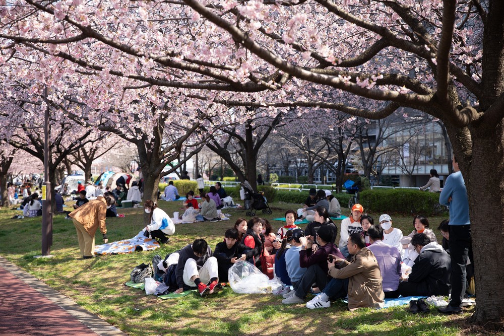 Thủ đô Tokyo, Nhật Bản bắt đầu bước vào mùa hoa anh đào - Ảnh 5.