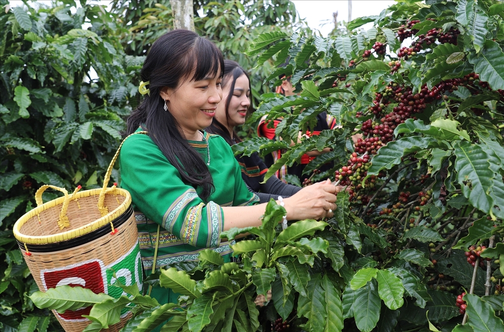 “Tri thức trồng và chế biến cà phê Đắk Lắk” trở thành di sản văn hóa phi vật thể quốc gia - Ảnh 1.