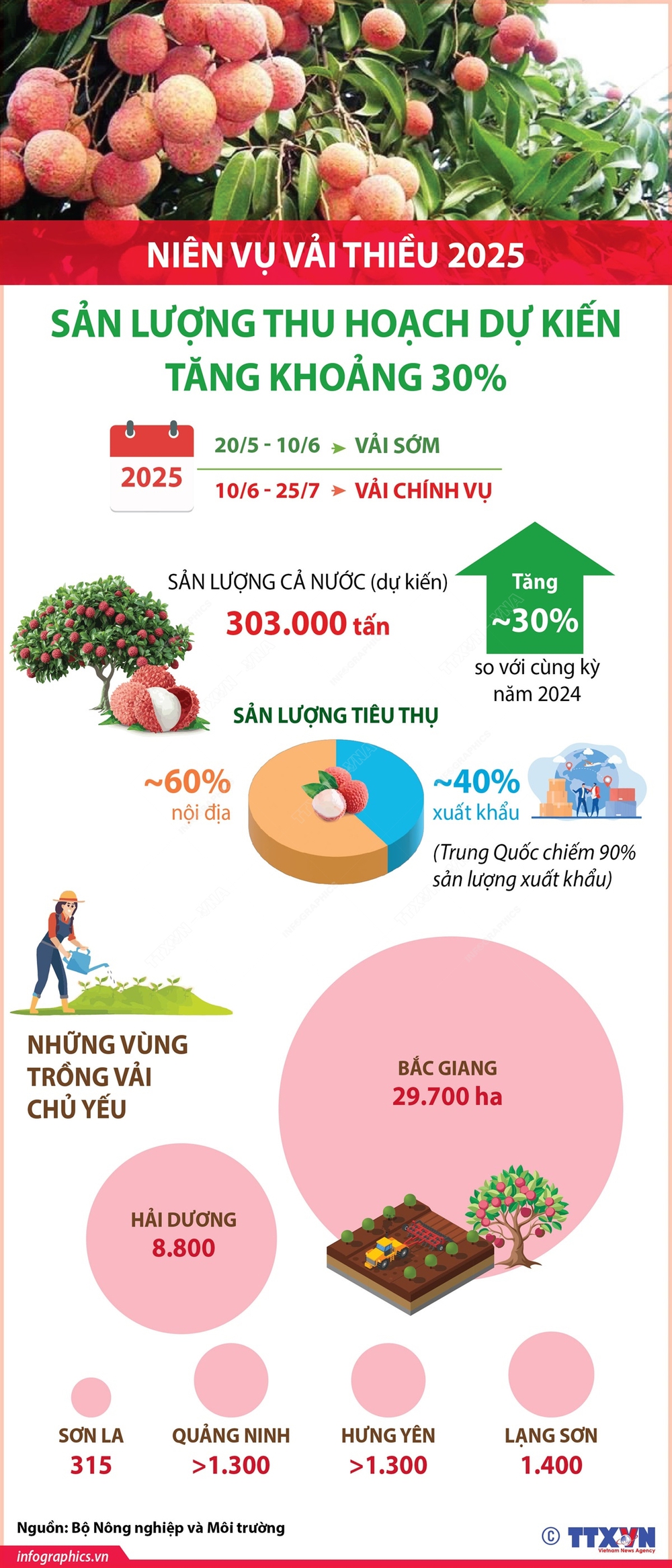 Niên vụ vải thiều 2025: Sản lượng thu hoạch dự kiến tăng khoảng 30% - Ảnh 1.
