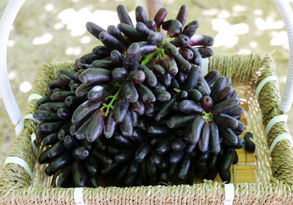 Trải nghiệm du lịch tại vùng trồng nho Ninh Thuận - Ảnh 6. Trải nghiệm du lịch tại vùng trồng nho Ninh Thuận - Ảnh 6.