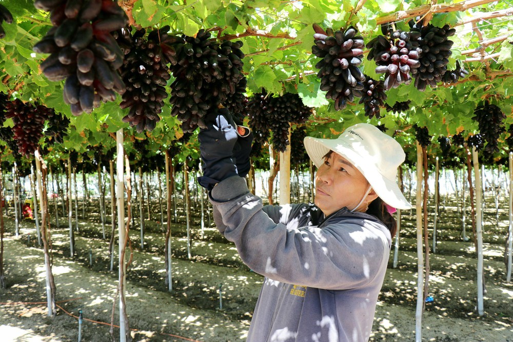 Trải nghiệm du lịch tại vùng trồng nho Ninh Thuận - Ảnh 4. Trải nghiệm du lịch tại vùng trồng nho Ninh Thuận - Ảnh 4.