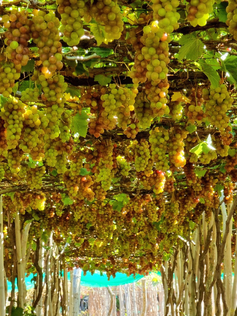 Trải nghiệm du lịch tại vùng trồng nho Ninh Thuận - Ảnh 2. Trải nghiệm du lịch tại vùng trồng nho Ninh Thuận - Ảnh 2.