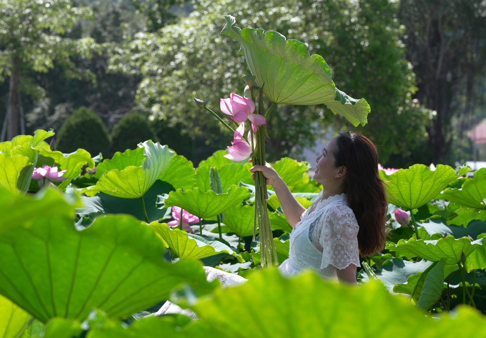 Hải Dương: Lan tỏa nét văn hóa “Trà sen Kiếp Bạc” - Ảnh 3. Hải Dương: Lan tỏa nét văn hóa “Trà sen Kiếp Bạc” - Ảnh 3.