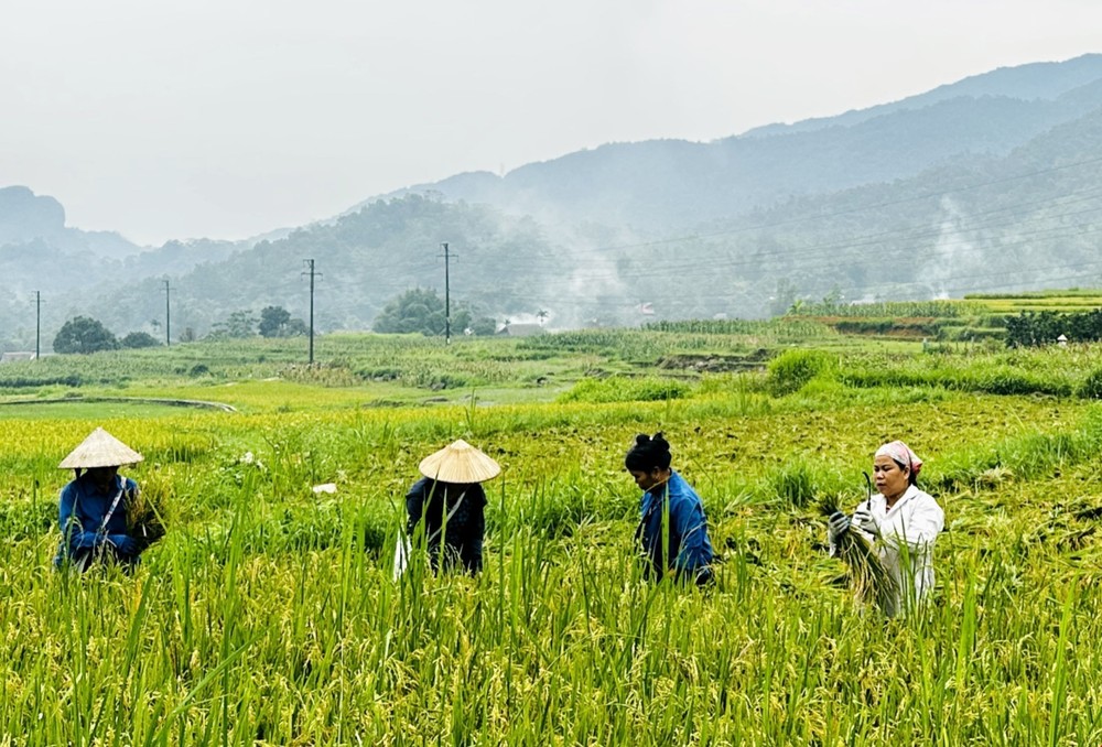Rộn ràng mùa gặt nơi địa đầu Tổ quốc - Ảnh 1. Rộn ràng mùa gặt nơi địa đầu Tổ quốc - Ảnh 1.