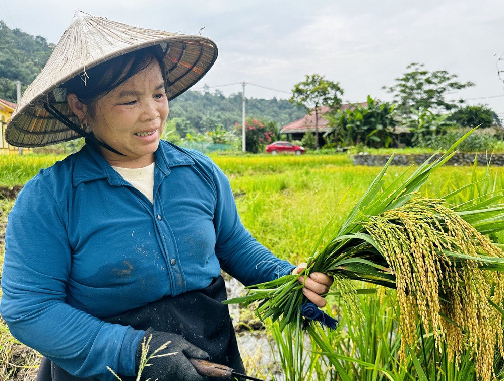 Rộn ràng mùa gặt nơi địa đầu Tổ quốc - Ảnh 7. Rộn ràng mùa gặt nơi địa đầu Tổ quốc - Ảnh 7.