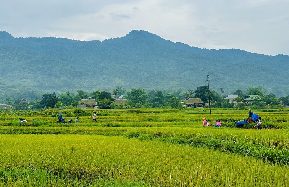 Rộn ràng mùa gặt nơi địa đầu Tổ quốc - Ảnh 6. Rộn ràng mùa gặt nơi địa đầu Tổ quốc - Ảnh 6.