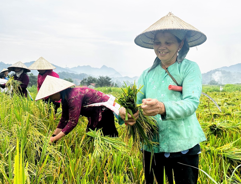 Rộn ràng mùa gặt nơi địa đầu Tổ quốc - Ảnh 5. Rộn ràng mùa gặt nơi địa đầu Tổ quốc - Ảnh 5.
