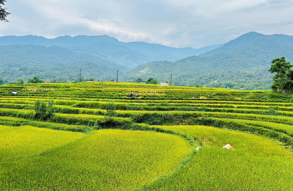Rộn ràng mùa gặt nơi địa đầu Tổ quốc - Ảnh 4. Rộn ràng mùa gặt nơi địa đầu Tổ quốc - Ảnh 4.