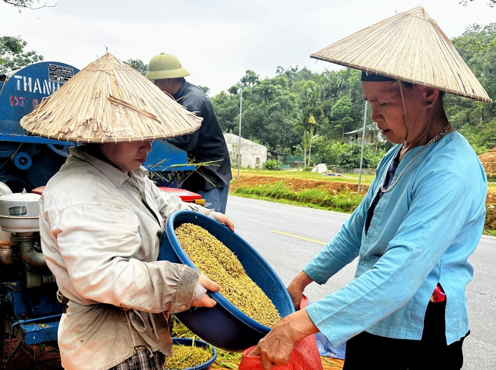 Rộn ràng mùa gặt nơi địa đầu Tổ quốc - Ảnh 3. Rộn ràng mùa gặt nơi địa đầu Tổ quốc - Ảnh 3.