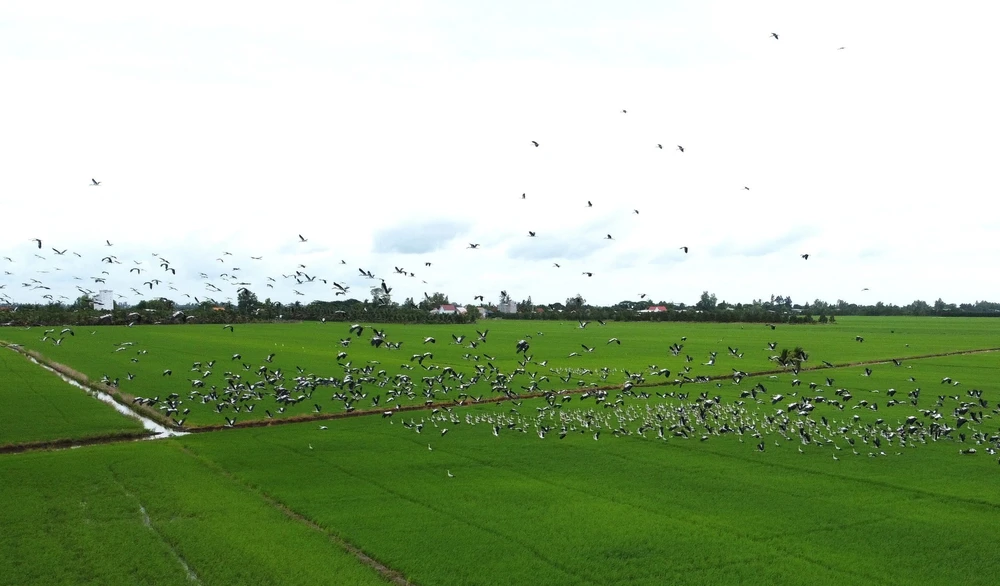 Đồng Tháp xuất hiện đàn cò ốc quý hiếm với số lượng hàng nghìn con - Ảnh 2. Đồng Tháp xuất hiện đàn cò ốc quý hiếm với số lượng hàng nghìn con - Ảnh 2.