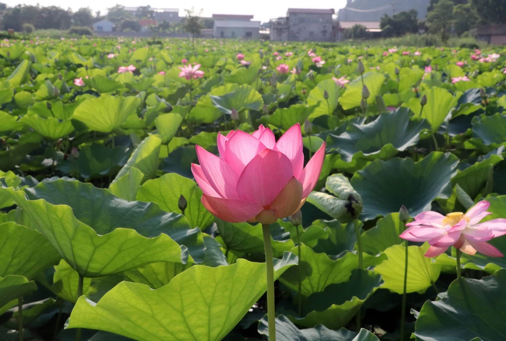 Hương sen đất Cố đô - Sức sống mới cho du lịch nông nghiệp Ninh Bình - Ảnh 3. Hương sen đất Cố đô - Sức sống mới cho du lịch nông nghiệp Ninh Bình - Ảnh 3.