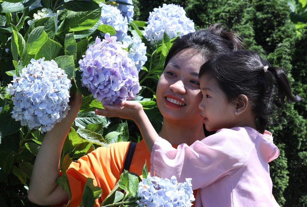Rực rỡ sắc hoa cẩm tú cầu trên đỉnh Mẫu Sơn - Ảnh 1. Rực rỡ sắc hoa cẩm tú cầu trên đỉnh Mẫu Sơn - Ảnh 1.