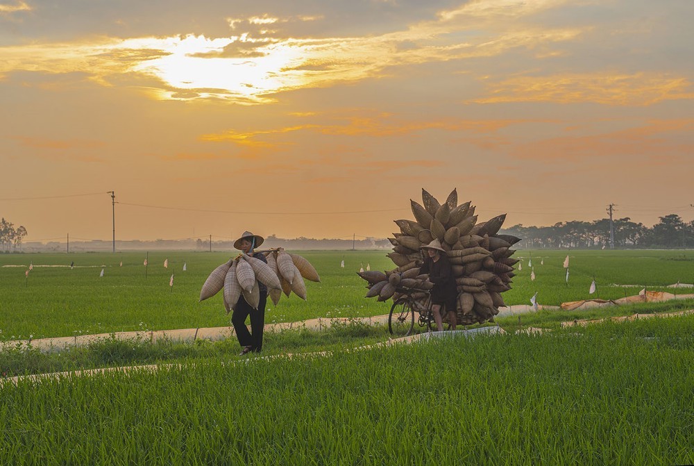 Làng nghề đan đó Thủ Sỹ - nơi lưu giữ nét đẹp hồn quê - Ảnh 2. Làng nghề đan đó Thủ Sỹ - nơi lưu giữ nét đẹp hồn quê - Ảnh 2.