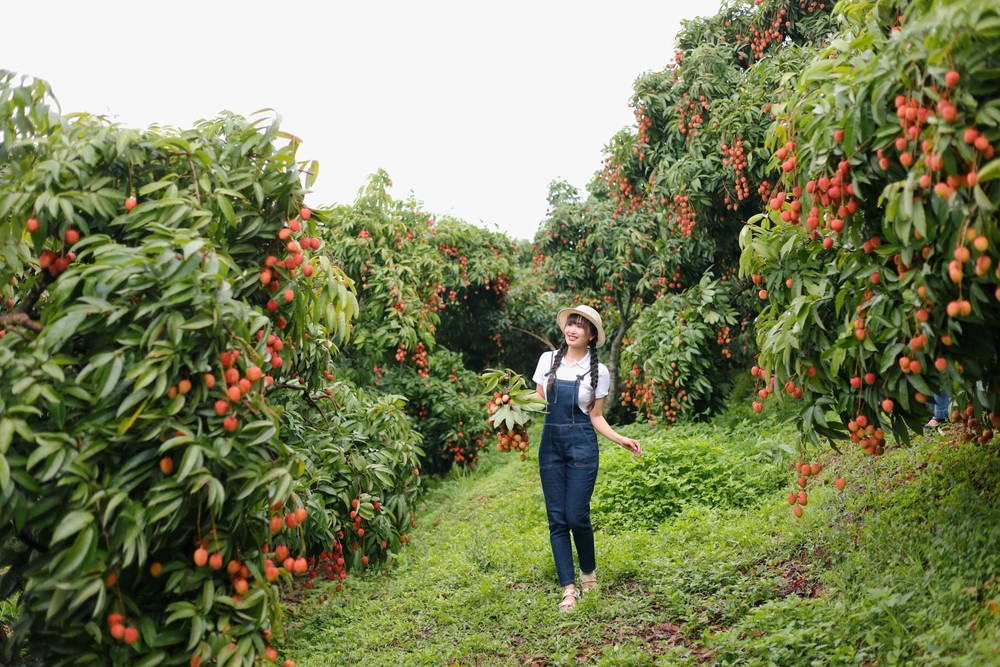 Hút khách du lịch mùa vải thiều - Ảnh 3. Hút khách du lịch mùa vải thiều - Ảnh 3.
