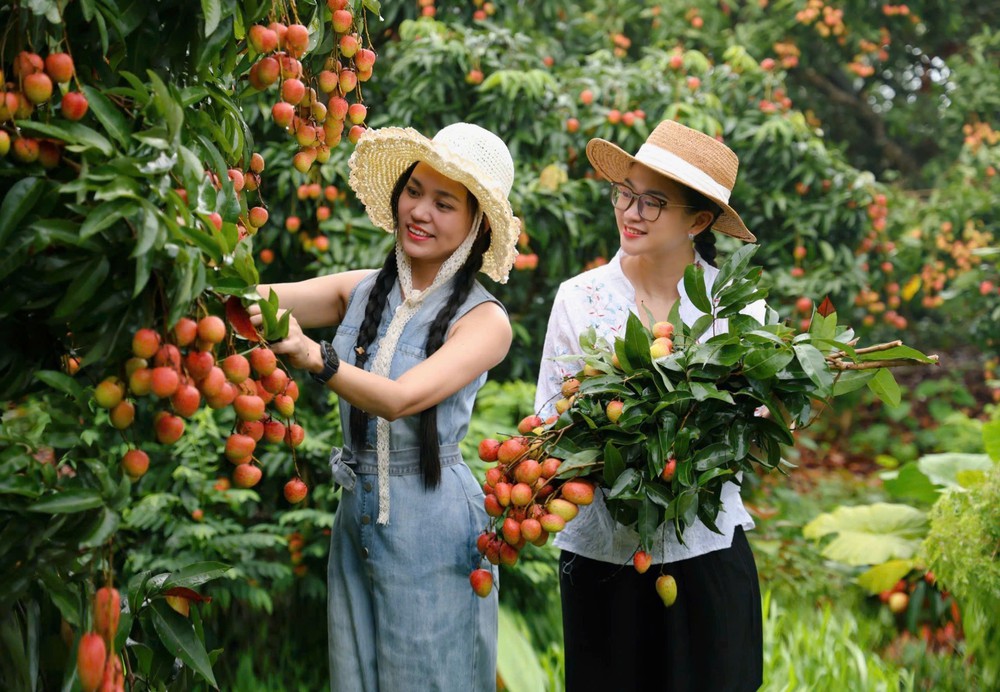 Hút khách du lịch mùa vải thiều - Ảnh 1. Hút khách du lịch mùa vải thiều - Ảnh 1.