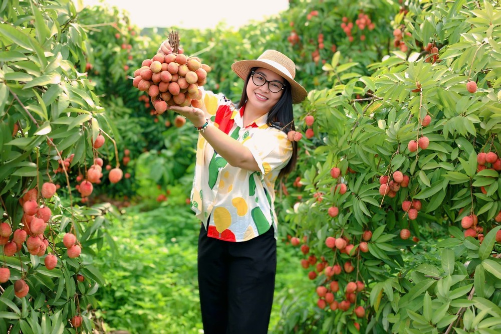 Hút khách du lịch mùa vải thiều - Ảnh 2. Hút khách du lịch mùa vải thiều - Ảnh 2.