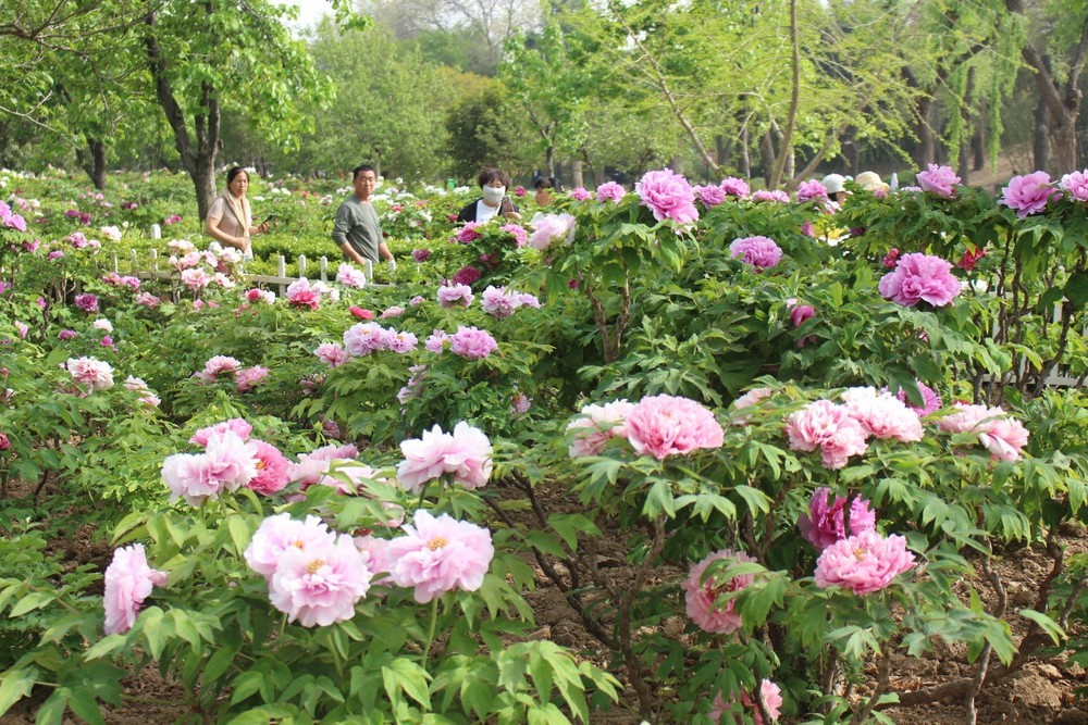 Trung Quốc vượt Nhật Bản trở thành điểm đến hàng đầu của du khách Hàn Quốc - Ảnh 1. Trung Quốc vượt Nhật Bản trở thành điểm đến hàng đầu của du khách Hàn Quốc - Ảnh 1.