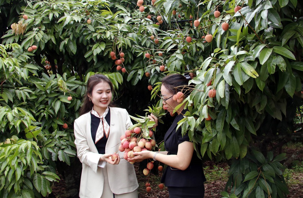Khởi động Chương trình du lịch 'Vải thiều Lục Ngạn - Tinh hoa trái cây Việt' - Ảnh 1. Khởi động Chương trình du lịch 'Vải thiều Lục Ngạn - Tinh hoa trái cây Việt' - Ảnh 1.