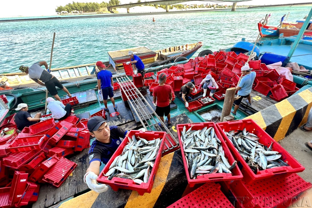 Ngày Đại dương thế giới 8/6: Bảo tồn và sử dụng bền vững đại dương - Ảnh 8. Ngày Đại dương thế giới 8/6: Bảo tồn và sử dụng bền vững đại dương - Ảnh 8.