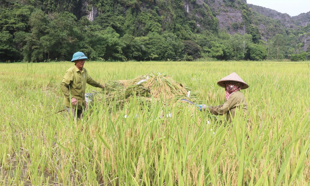 Mùa vàng trên cánh đồng Tam Cốc - Ảnh 5. Mùa vàng trên cánh đồng Tam Cốc - Ảnh 5.