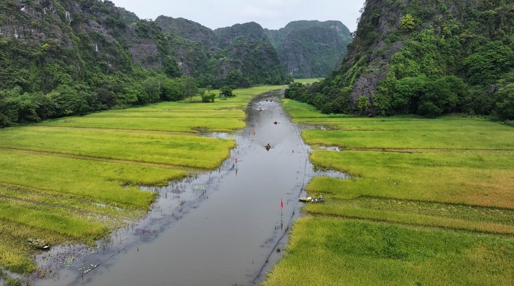 Mùa vàng trên cánh đồng Tam Cốc - Ảnh 1. Mùa vàng trên cánh đồng Tam Cốc - Ảnh 1.