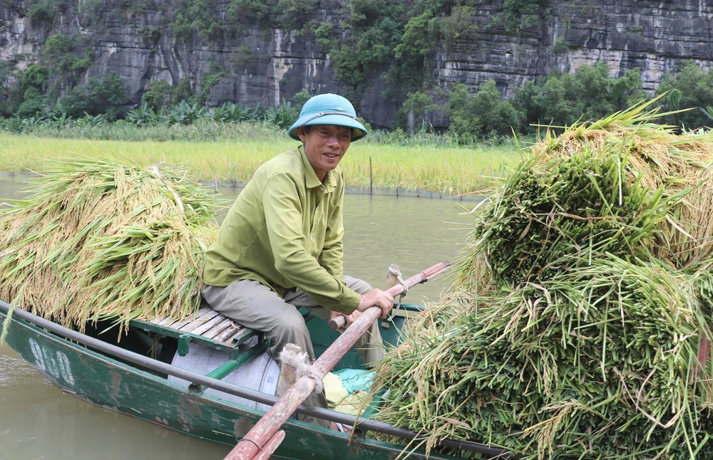 Mùa vàng trên cánh đồng Tam Cốc - Ảnh 4. Mùa vàng trên cánh đồng Tam Cốc - Ảnh 4.
