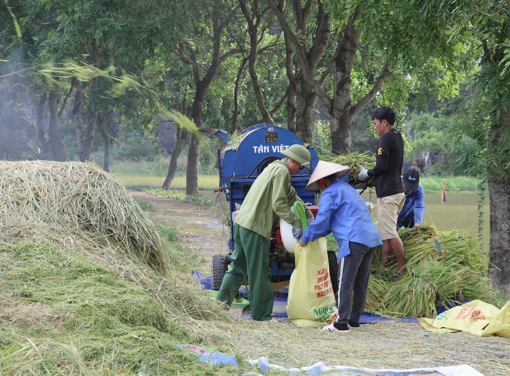 Mùa vàng trên cánh đồng Tam Cốc - Ảnh 8. Mùa vàng trên cánh đồng Tam Cốc - Ảnh 8.