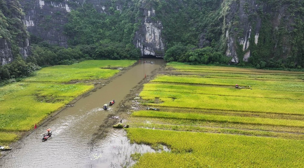 Mùa vàng trên cánh đồng Tam Cốc - Ảnh 2. Mùa vàng trên cánh đồng Tam Cốc - Ảnh 2.