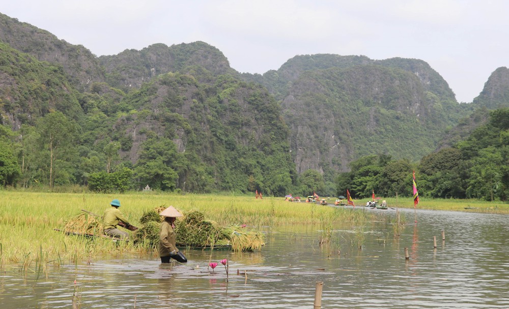 Mùa vàng trên cánh đồng Tam Cốc - Ảnh 3. Mùa vàng trên cánh đồng Tam Cốc - Ảnh 3.
