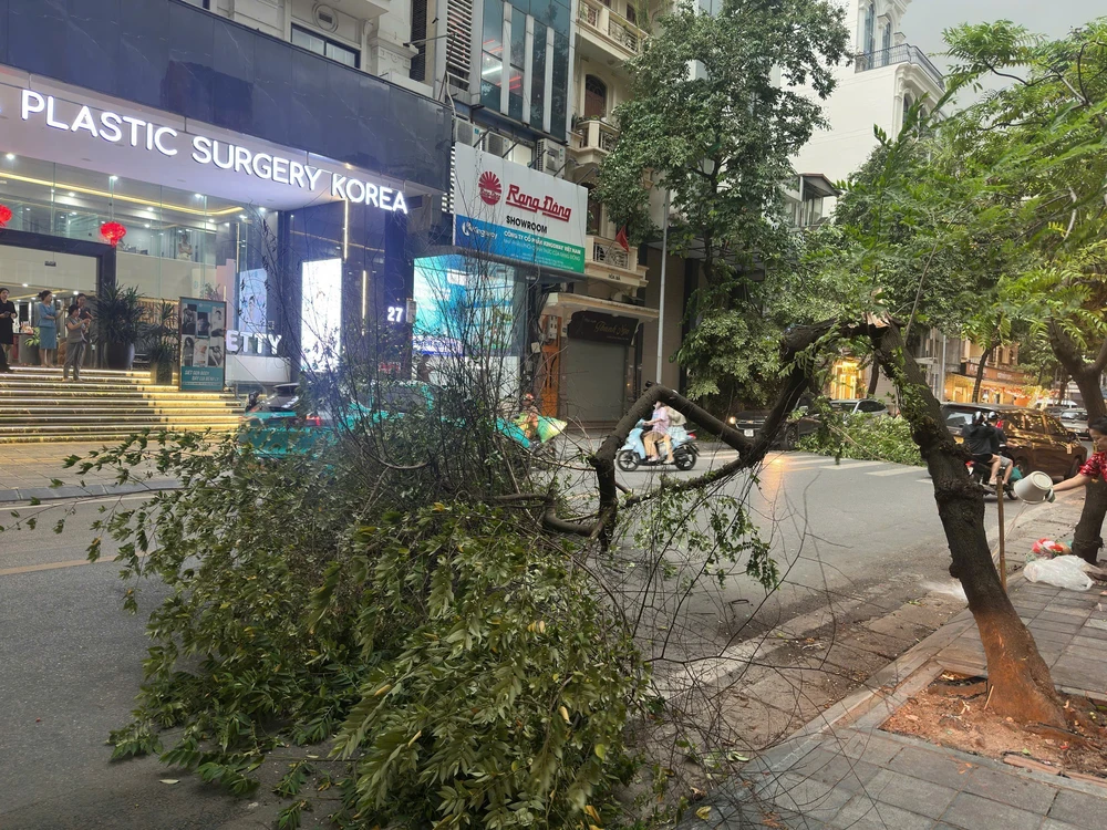 Mưa giông lớn bất ngờ khiến nhiều cây bị quật đổ trên các tuyến đường phố Hà Nội - Ảnh 2.