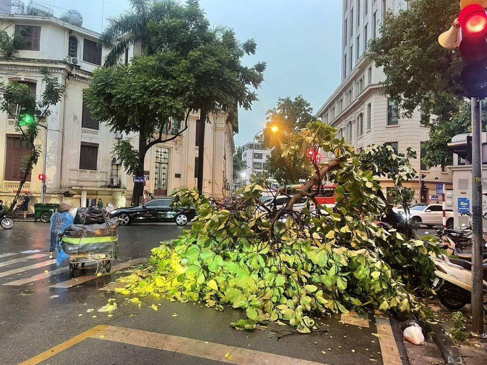 Mưa giông lớn bất ngờ khiến nhiều cây bị quật đổ trên các tuyến đường phố Hà Nội - Ảnh 10.
