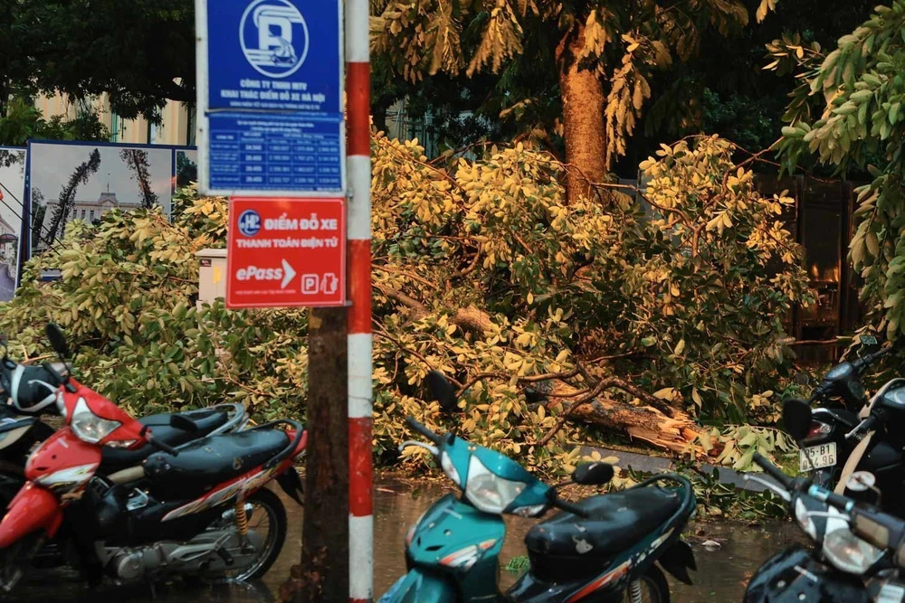 Mưa giông lớn bất ngờ khiến nhiều cây bị quật đổ trên các tuyến đường phố Hà Nội - Ảnh 9.