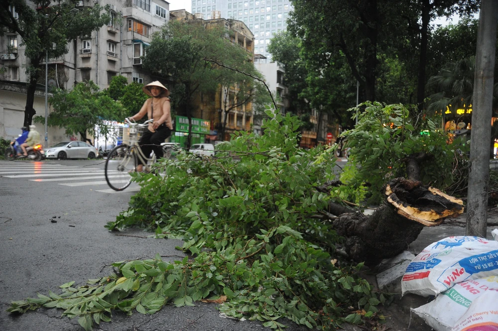 Mưa giông lớn bất ngờ khiến nhiều cây bị quật đổ trên các tuyến đường phố Hà Nội - Ảnh 3.