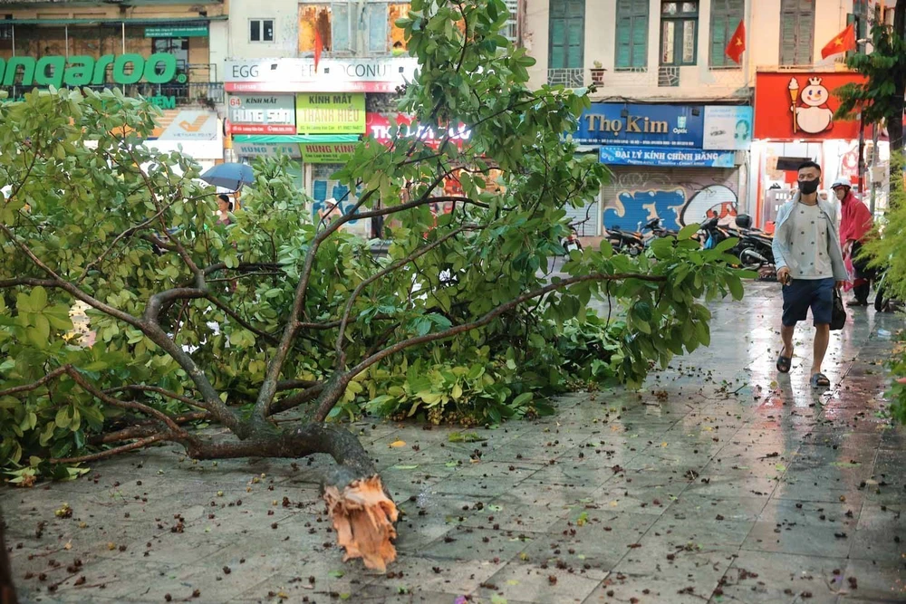 Mưa giông lớn bất ngờ khiến nhiều cây bị quật đổ trên các tuyến đường phố Hà Nội - Ảnh 4.