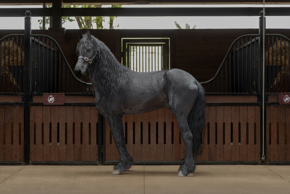 Sắp diễn ra giải cưỡi ngựa chuyên nghiệp đầu tiên tại Việt Nam – Vinpearl Equestrian Cup 2025 - Ảnh 4.