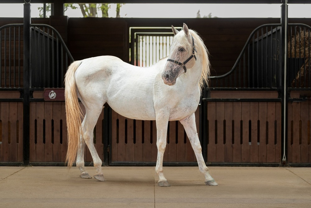 Sắp diễn ra giải cưỡi ngựa chuyên nghiệp đầu tiên tại Việt Nam – Vinpearl Equestrian Cup 2025 - Ảnh 5.