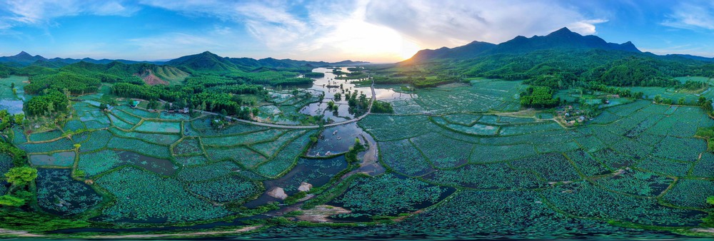 Vẻ đẹp đầm sen Trà Lý (Đà Nẵng) - Ảnh 8. Vẻ đẹp đầm sen Trà Lý (Đà Nẵng) - Ảnh 8.