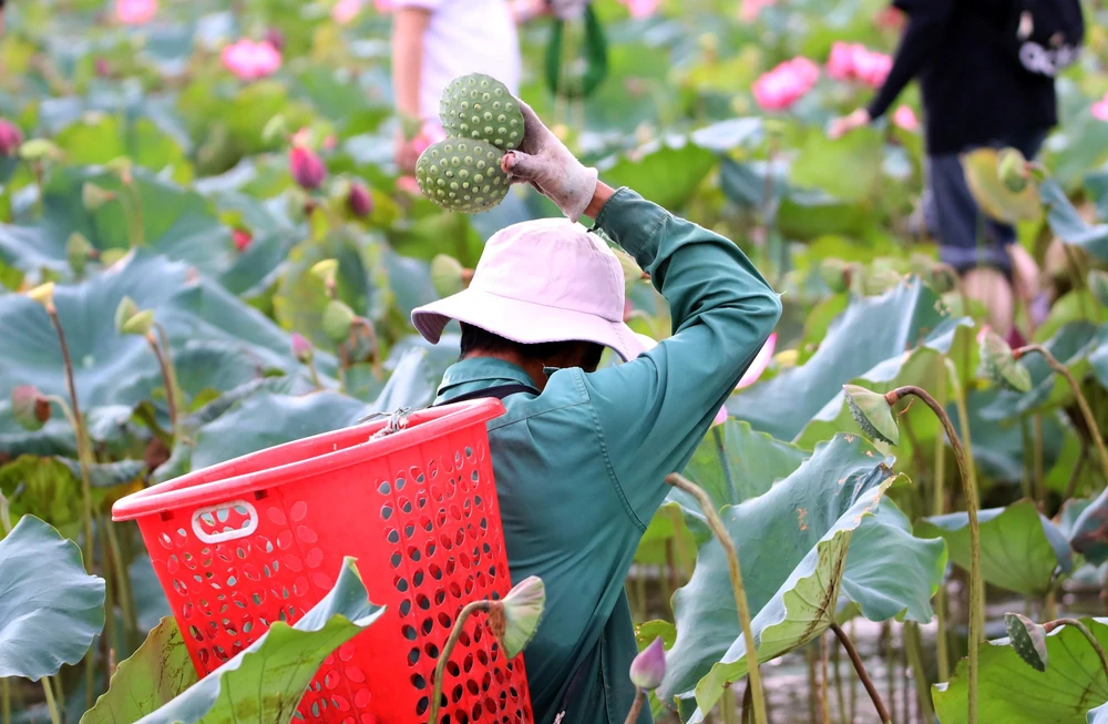 Vẻ đẹp đầm sen Trà Lý (Đà Nẵng) - Ảnh 6. Vẻ đẹp đầm sen Trà Lý (Đà Nẵng) - Ảnh 6.