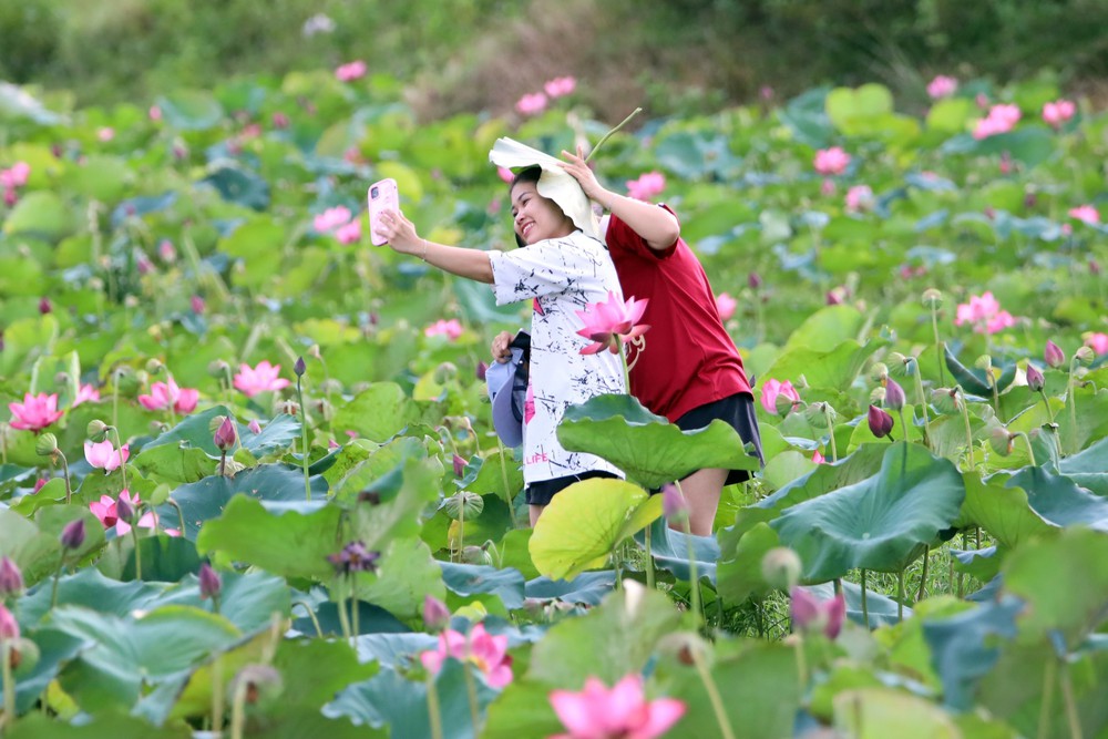 Vẻ đẹp đầm sen Trà Lý (Đà Nẵng) - Ảnh 5. Vẻ đẹp đầm sen Trà Lý (Đà Nẵng) - Ảnh 5.